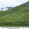 colias thisoa biotope daghestan karakoysu3